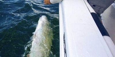 Placida Fishing Charters - 4 Hour And 6 Hour Tarpon Seasonal Fishing Trip.