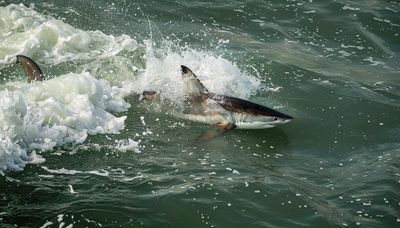 Shark Fishing in Galveston Bay | 5 HR Private Trip