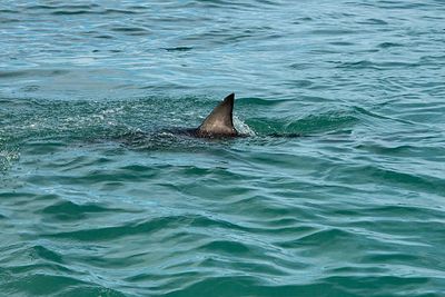 Private Shark and Tarpon Trip in Key West