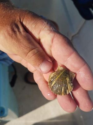 Scallop Trip (PM) - Port St. Joe, FL