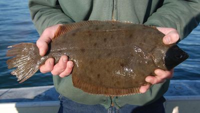 Flounder fishing