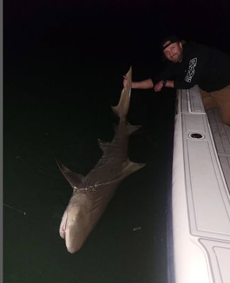 Sharks & Tarpon Fishing | 4 HR Private Trip