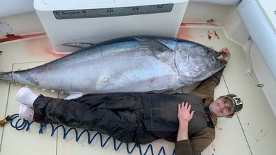 Giant Bluefin Tuna