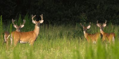 Canada Hunting | Muzzleloader Package Deer Hunting