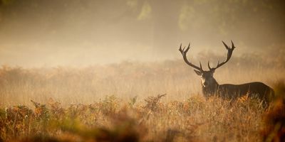 Canada Hunt | Shotgun Package Deer Hunting