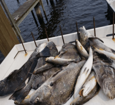 Inshore Fishing Trip in the Gulf of Mexico