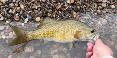 Half Day Fly Fishing Trip – Morning Adventure