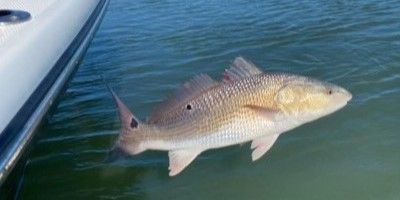 Charter Fishing Key West | Private 4 Hour to 8 Hour Fishing Trips