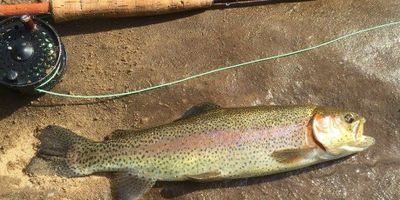 Wet Wading Fishing Trip in George Washington or Monongahela National Forests