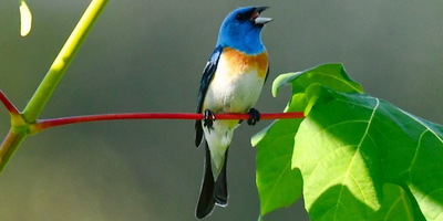 Bird Warching Trips | Coastal Shore Birds Spring Migration