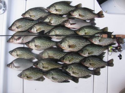 Raleigh crappie and white bass fishing charters 