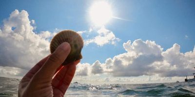 Scalloping in Cedar Key