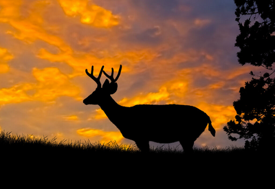 Deer Hunting In Maine 