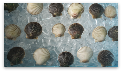 Scallop Season Florida | 4 Hour Scalloping Trip