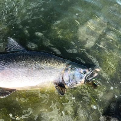 Kenai Salmon Fishing - Silver Salmon Fishing