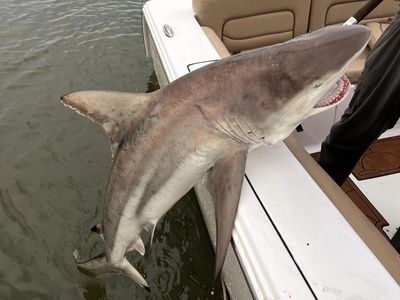 Shark Fishing Charter Savannah GA | 4HR  Fishing