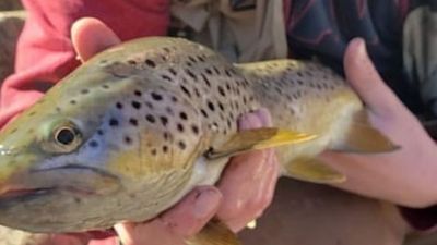 Utah Fishing Guides | 8 Hour Fishing Trip in Uintas Overnight