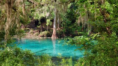 Guided Dives | Fanning Springs Guided Dive