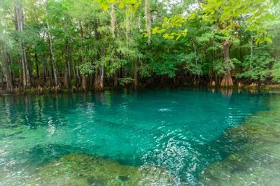 Guided Dives | Manatee Springs Guided Dive