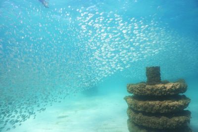 Shallow One Tank Dive (Up to 40 Feet) June 17th