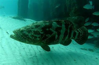 6 Pack Charter | 2 Tank Inshore Dive 