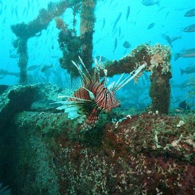 6 Pack Charter | 2 Tank Offshore Dive 