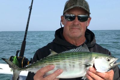 Bonito Cape Cod Bay