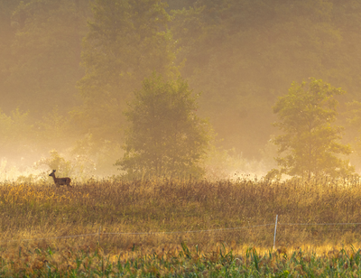 5 Day Hunting Trip In Virginia 