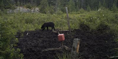 Ontario Hunting | Bear Hunting