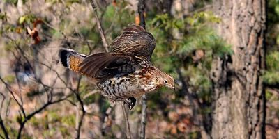 Hunting Ontario, CA |  Bird Hunting