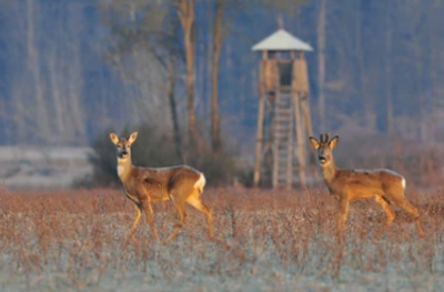 Hunt Maine | 6 Day Hunt