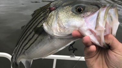 Striper Fishing Santee Cooper