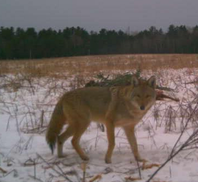 Maine Hunts