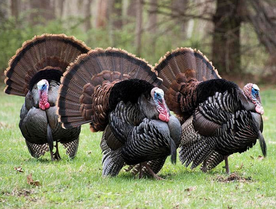 Spring Turkey Season Maine