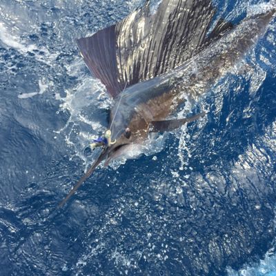 Palm Beach Swordfish Charters