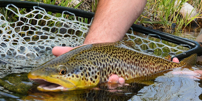 Fly Fishing Trips Montana | 4 Hour Charter Trip In Missouri River 