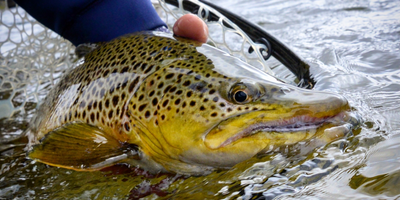 Montana Guided Fishing Trips | 4 Hour Charter Trip in Clark Fork River 