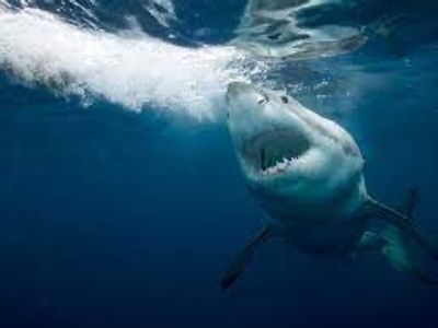 Offshore Shark Wonders