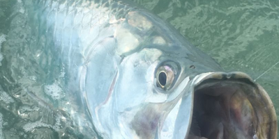 Private 8 Hour Split Tarpon Fishing | Easy Does It 25ft Conch