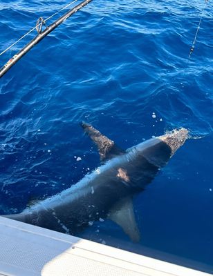 Monster Shark Fishing Charter Trip