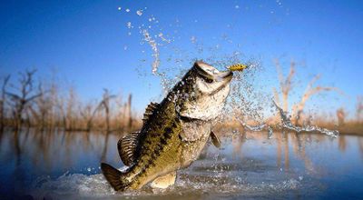 Topwater Bass Fishing