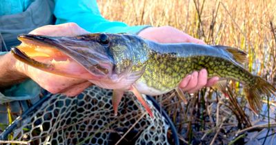 Chain Pickerel Fishing