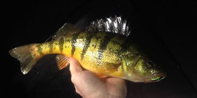 After Work Ice Fishing – South Linwood (4hrs)