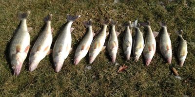 Half Day Walleye Trip – Wyandotte (AM/PM, 5hrs)