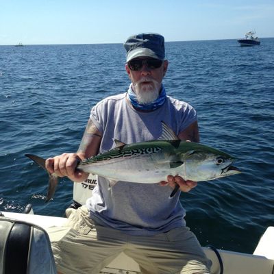 False Albacore/Bonito  in Cape Cod