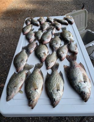 4 Hr Crappie Fishing Trip