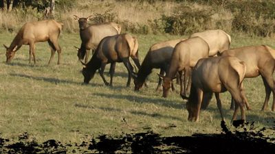 Private Cow Elk Hunts - Wyoming Hunts