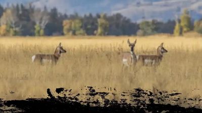 Private Antelope Hunts - Wyoming Hunts