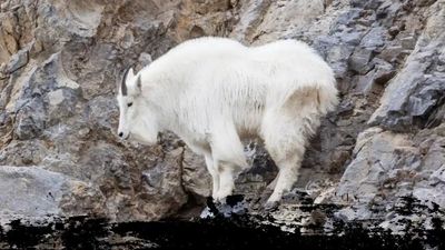 Private Fully Guided Mountain Goat Hunts - Wyoming Hunts