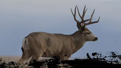 Private Mule Deer Hunts - Wyoming Hunts